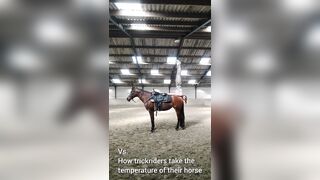 Girl shows us the New Way to take a Horse' Temperature