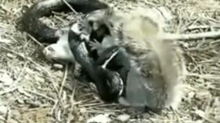 squirrel snack bites...Can they prevail?