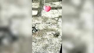 squirrel snack bites...Can they prevail?