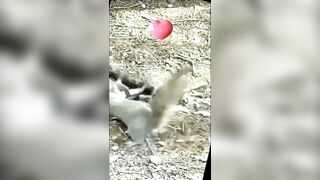 squirrel snack bites...Can they prevail?