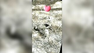 squirrel snack bites...Can they prevail?