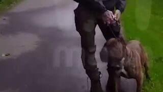 Man lets his Muscular Pitbull attack on Woman because he can