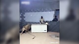 Funny Kitty Joke