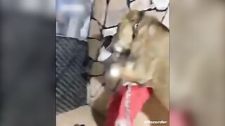 Funny Kitty Joke