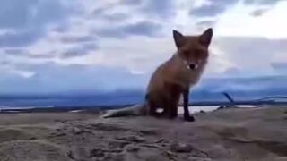 Fox plays "Dumb like a Fox" and runs with it