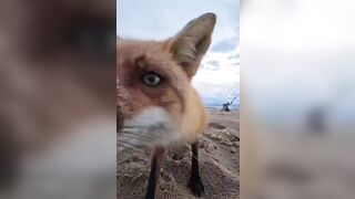 Fox plays "Dumb like a Fox" and runs with it