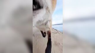 Fox plays "Dumb like a Fox" and runs with it