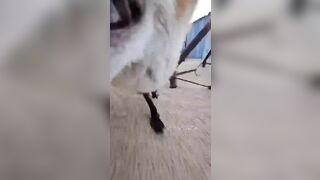Fox plays "Dumb like a Fox" and runs with it