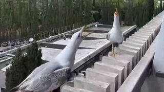 Seagulls have the Best Sense of Humor: They laugh at their Friend who can't Land Properly
