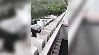 Seagulls have the Best Sense of Humor: They laugh at their Friend who can't Land Properly