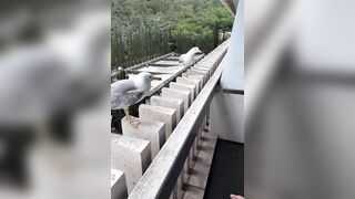 Seagulls have the Best Sense of Humor: They laugh at their Friend who can't Land Properly