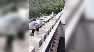 Seagulls have the Best Sense of Humor: They laugh at their Friend who can't Land Properly