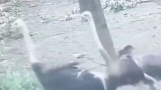 Terrifying Ostrich takes Chinese Woman Victim as she tried to Trespass in their Territory