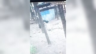 Terrifying Ostrich takes Chinese Woman Victim as she tried to Trespass in their Territory