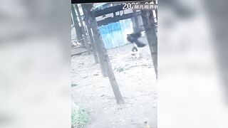 Terrifying Ostrich takes Chinese Woman Victim as she tried to Trespass in their Territory