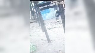 Terrifying Ostrich takes Chinese Woman Victim as she tried to Trespass in their Territory