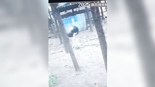 Terrifying Ostrich takes Chinese Woman Victim as she tried to Trespass in their Territory