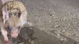 A little help here please!? Cute Rodent has Plastic stuck on Him and comes for help