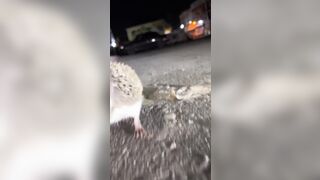 A little help here please!? Cute Rodent has Plastic stuck on Him and comes for help