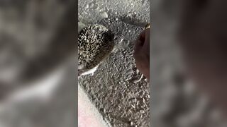 A little help here please!? Cute Rodent has Plastic stuck on Him and comes for help