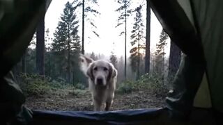 Waking up in the forest with your best buddy