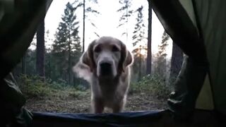 Waking up in the forest with your best buddy