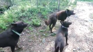 DOOM BREAK: Dogs Freeze On Command and Wait for the Signal