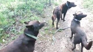 DOOM BREAK: Dogs Freeze On Command and Wait for the Signal