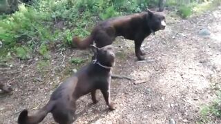 DOOM BREAK: Dogs Freeze On Command and Wait for the Signal