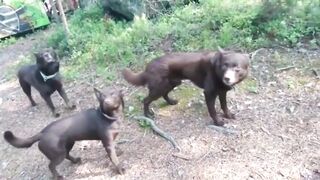 DOOM BREAK: Dogs Freeze On Command and Wait for the Signal