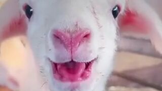 Goats do the Goating things