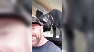 Goats do the Goating things