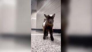Goats do the Goating things