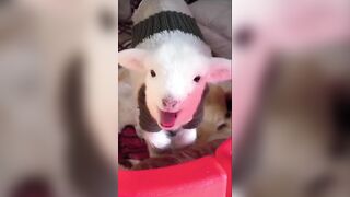 Goats do the Goating things