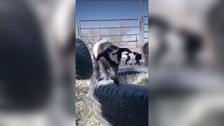 Goats do the Goating things