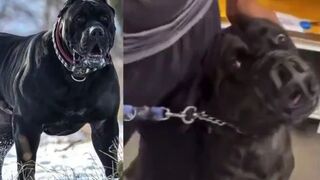 This guy lost control of his Cane Corso, luckily it had a muzzle on