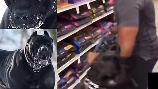 This guy lost control of his Cane Corso, luckily it had a muzzle on