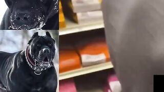 This guy lost control of his Cane Corso, luckily it had a muzzle on