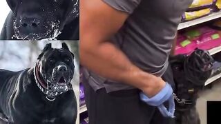This guy lost control of his Cane Corso, luckily it had a muzzle on