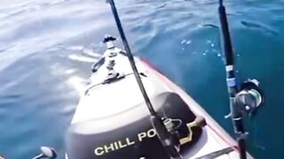 Great White chases kayak