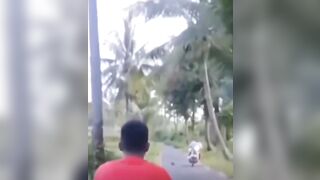 The coconut nut is a big big nut