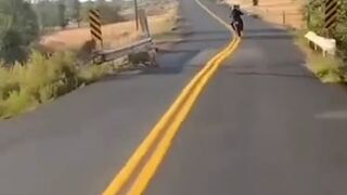 That would be a Mountain Lion