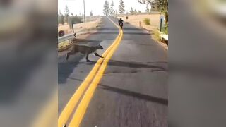 That would be a Mountain Lion