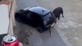 You really want tto see how Strong a Bull really is?