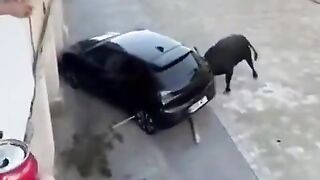 You really want tto see how Strong a Bull really is?