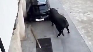 You really want tto see how Strong a Bull really is?