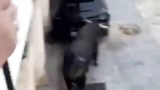 You really want tto see how Strong a Bull really is?