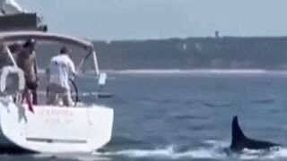 BEWARE OF THE KILLER WHALES: A Pod of Orcas Ram and Sink Small Yacht off the Coast of Portugal