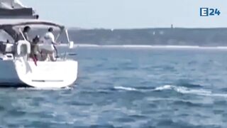 BEWARE OF THE KILLER WHALES: A Pod of Orcas Ram and Sink Small Yacht off the Coast of Portugal