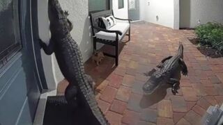 Florida alligators caught on Ring doorbell trying to open door to enter inside a home